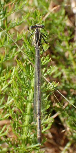 Platycnemis pennipes